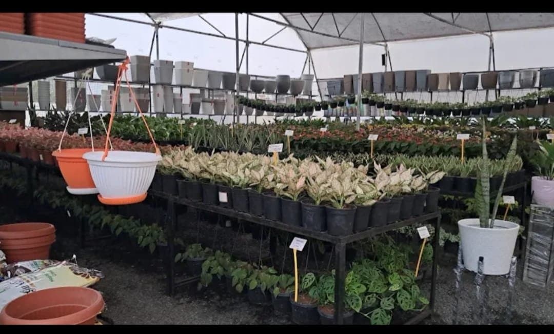 Nemi Plants and Plots, Surat